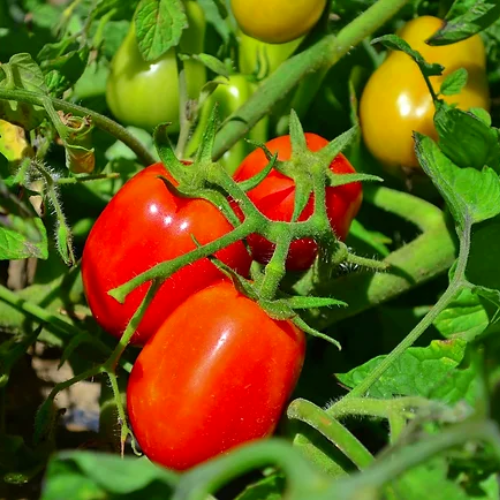 Tomate séchée & fines herbes